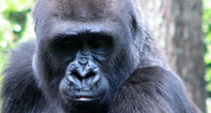 GE 3D printing gorilla