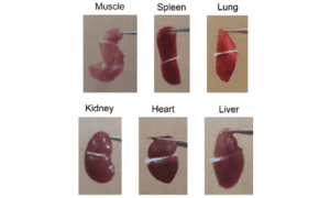 adhesives between different tissues