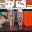 MIT Zika test