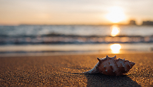medical device startups beach seashell