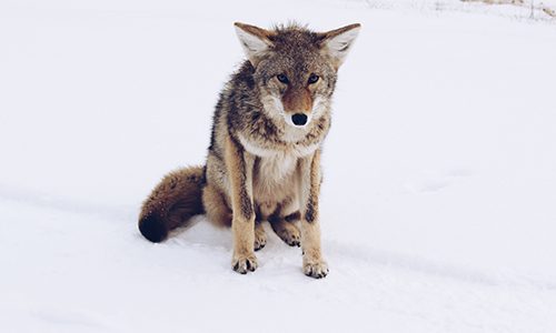 wolf uncertainty danger medtech PMA FDA