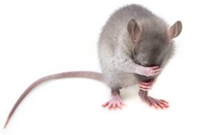 一只老鼠举行面对爪子表明抑郁