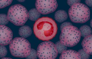 An illustration of a blood cell known as a eosinophil that has matured.